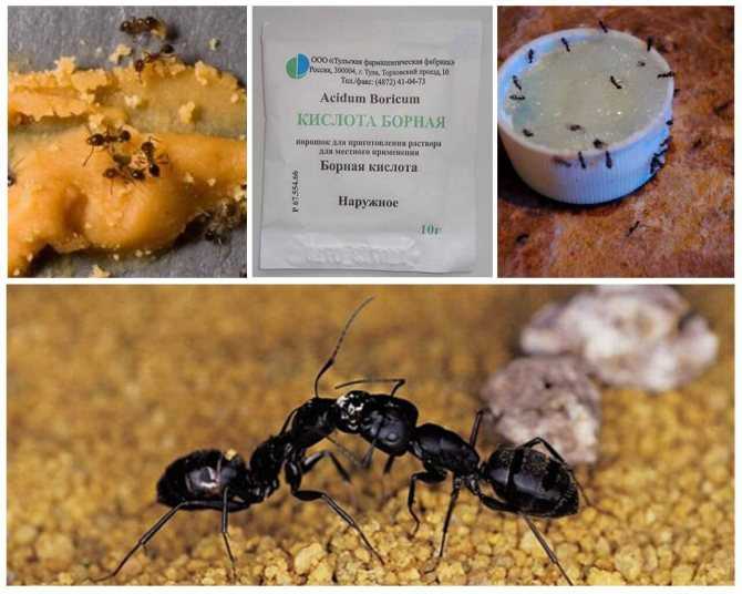 Как избавиться от надоедливых насекомых? борьба с муравьями в квартире народными средствами