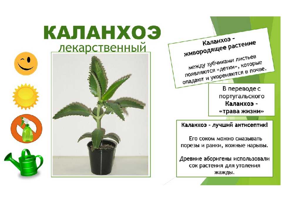 Конспект беседы «осторожно, ядовитые растения!» (средняя группа). воспитателям детских садов, школьным учителям и педагогам - маам.ру