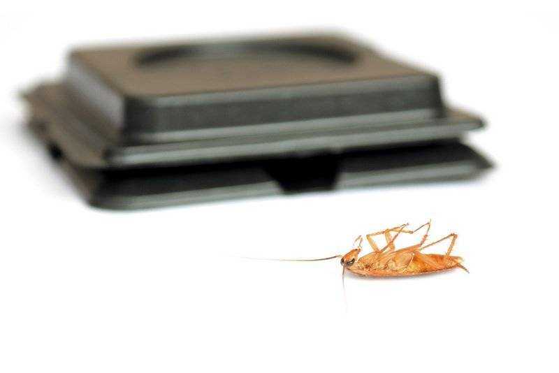 Как избавиться от тараканов? — жкхакер