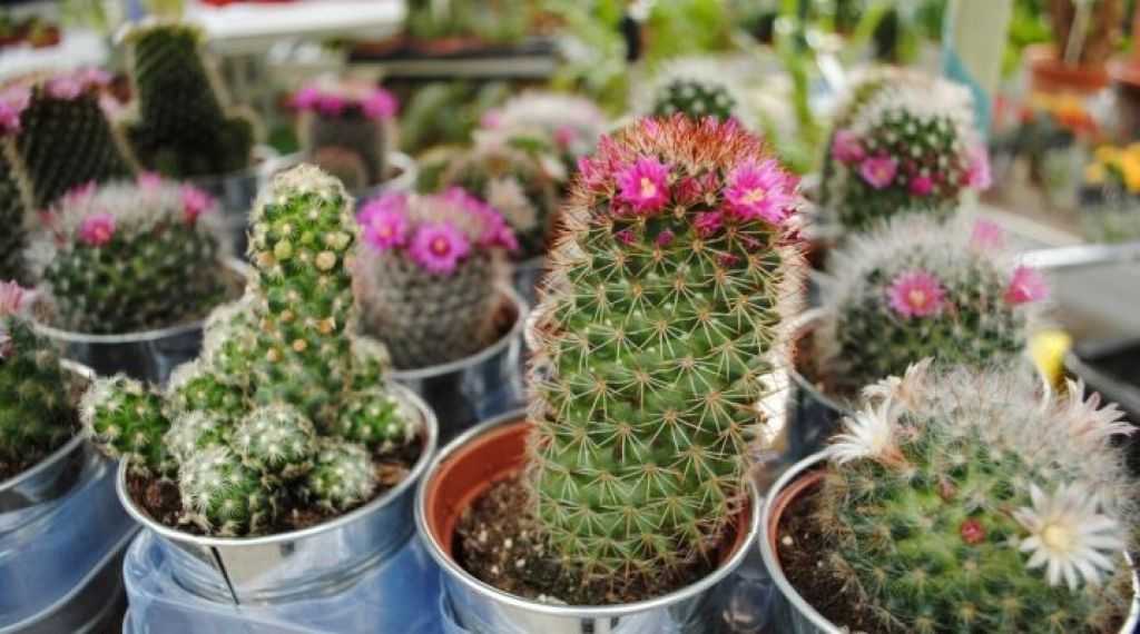Все о кактусах: описание, виды и выращивание