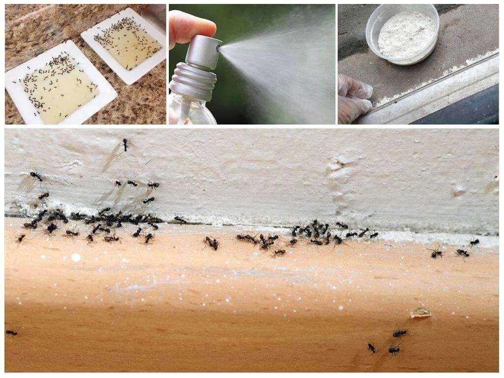 Как избавиться от муравьев в квартире: рассматриваем способы борьбы