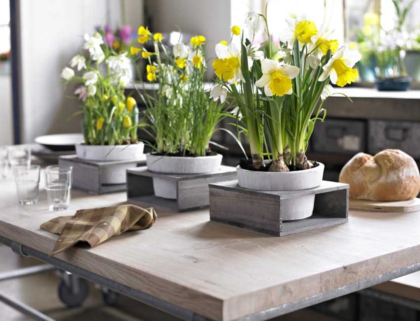 Лучшие ампельные цветы для кухни. фото растений, описание и уход.