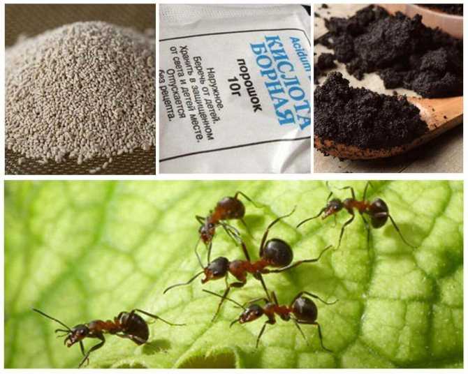 Как избавиться от муравьев в доме: способы, нюансы, рекомендации, цены на препараты
