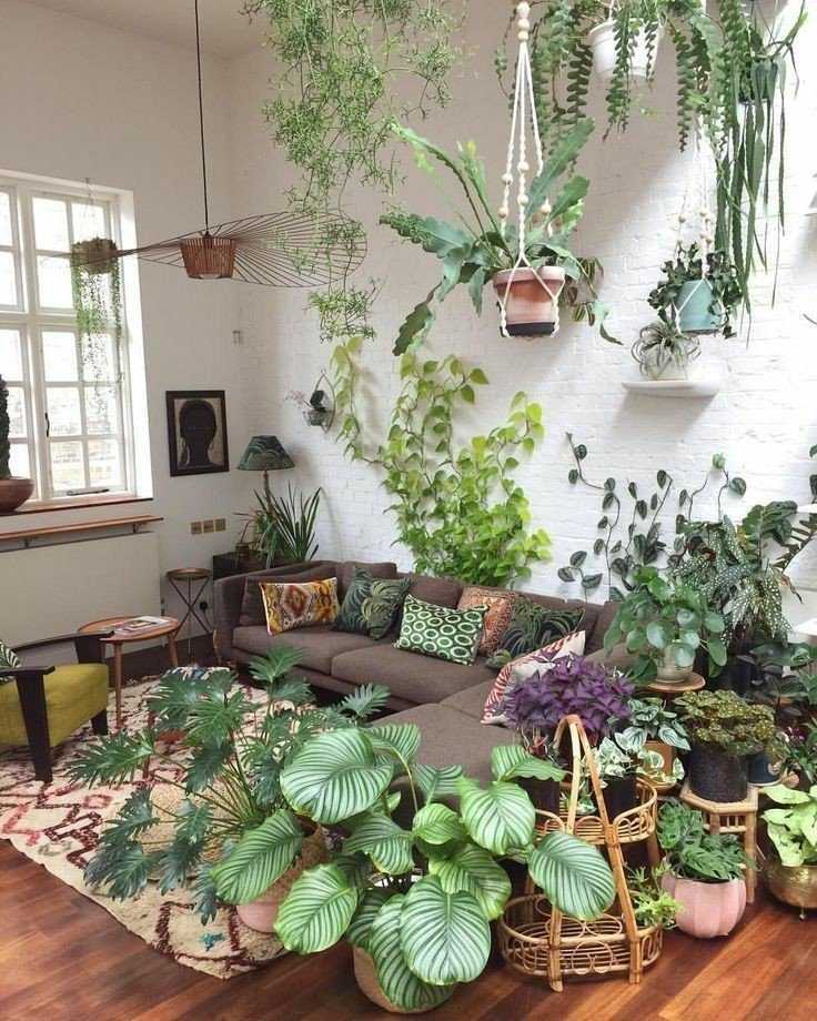 🏵 естественная красота комнатных растений: как подобрать лучший вариант по фото и названию