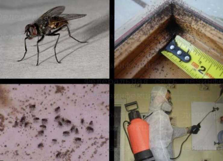 Какого запаха боятся мухи. как бороться с мухами в частном доме