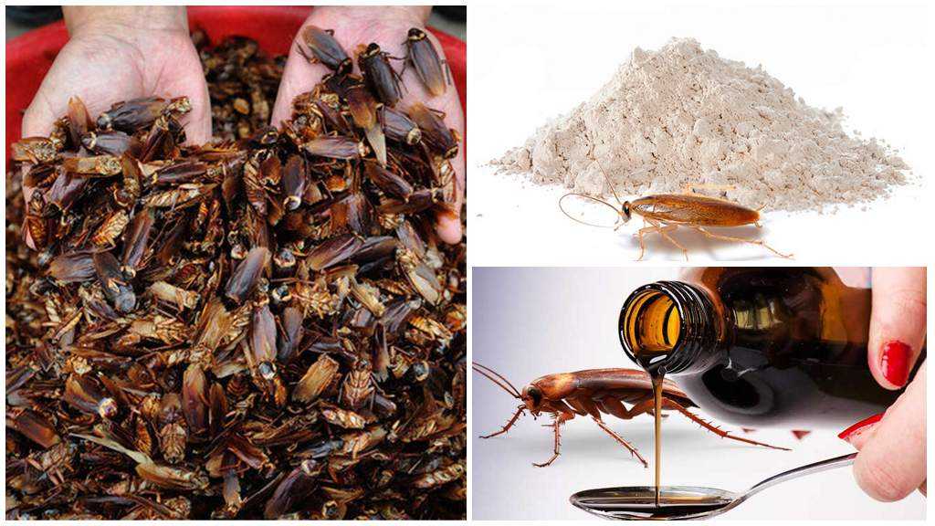 Как избавиться от тараканов - все возможные средства