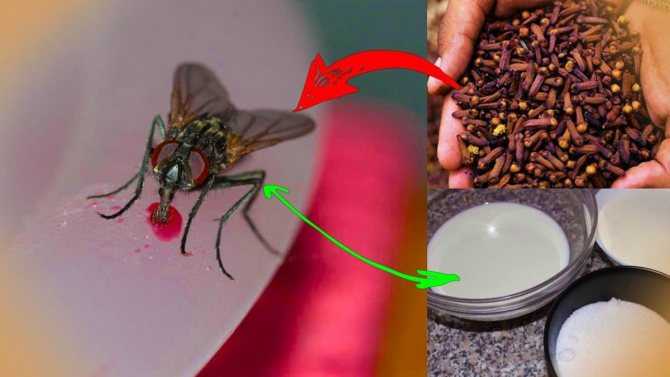 Как избавится от мух в доме: народные средства для борьбы с мухами