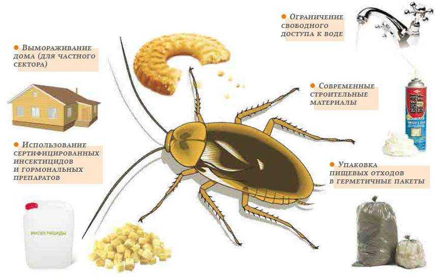 Как избавиться от тараканов: 9 средств для их уничтожения - домашних и покупных