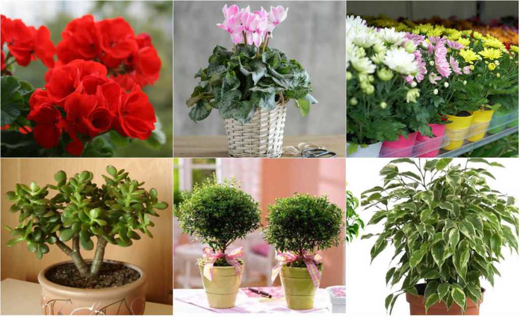 Какие растения в квартире привлекают семейное счастье и благосостояние