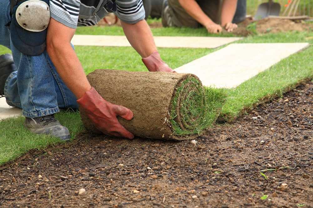 6 советов, как сделать газон на даче своими руками