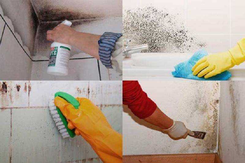 Как убрать плесень со стены в квартире(способы,средства)