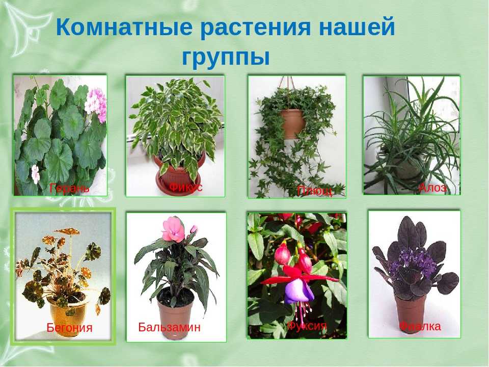 «ядовитые растения». занятие по безопасности в подготовительной к школе группе
