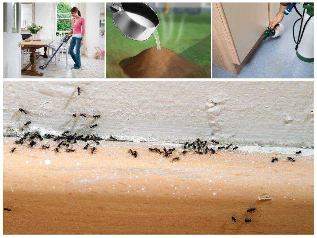 Как избавиться от муравьев в частном доме