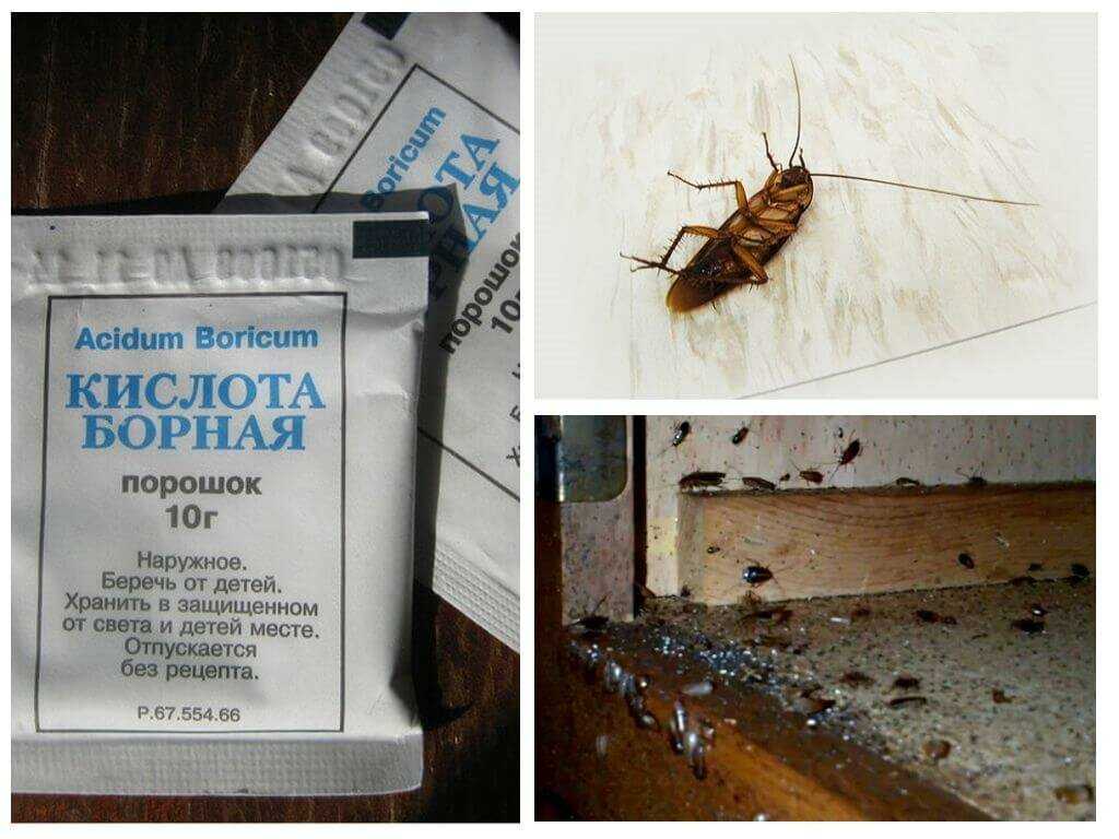 Эффективное средство от тараканов в квартире: обзор лучших методов борьбы