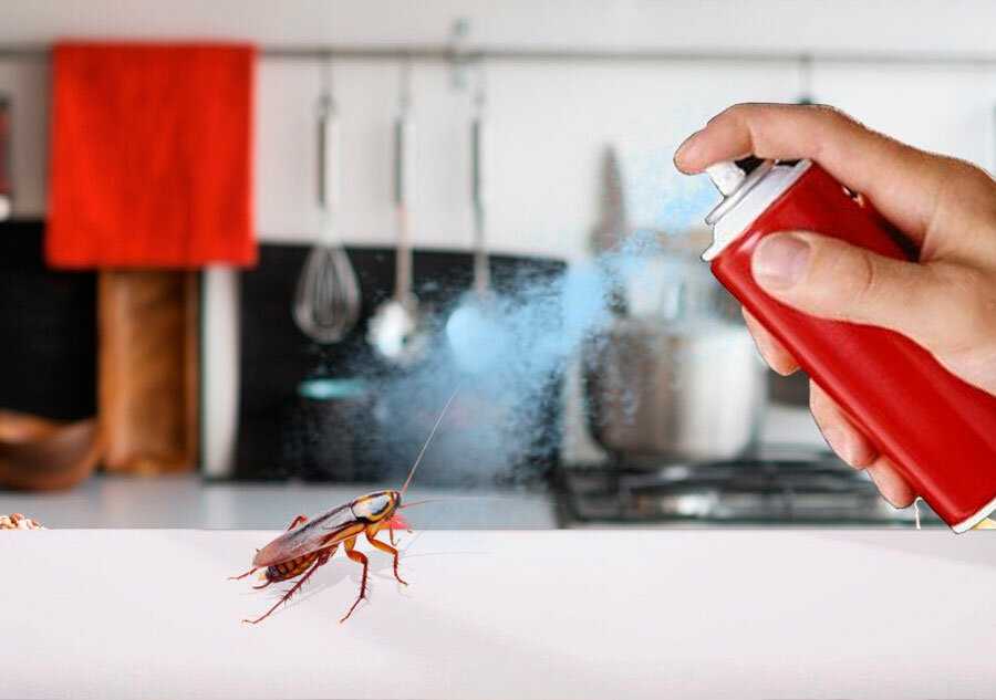 Как избавиться от тараканов, если воробья чуковского под рукой нет