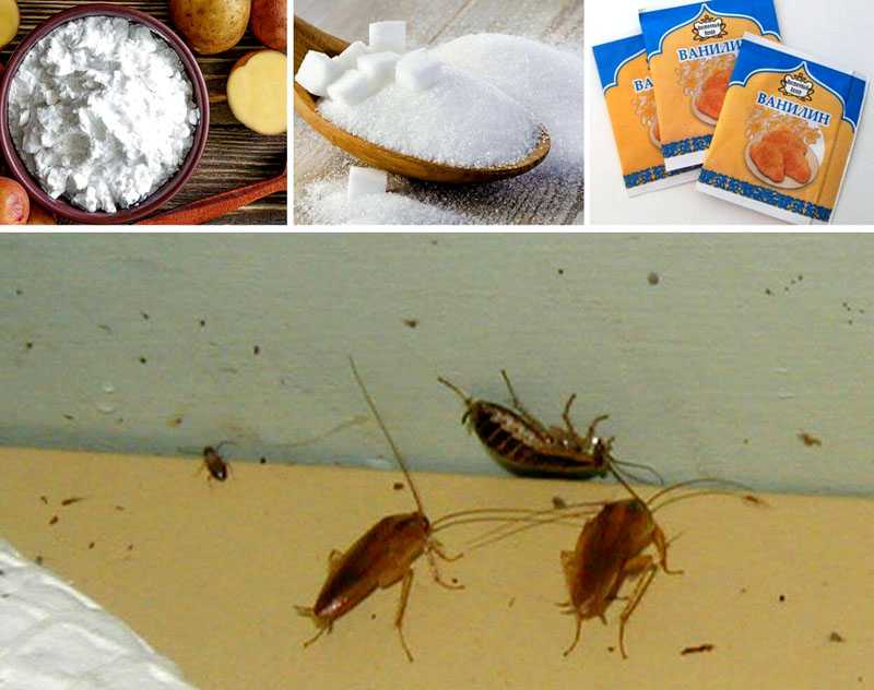 Как навсегда избавиться от тараканов в квартире в домашних условиях