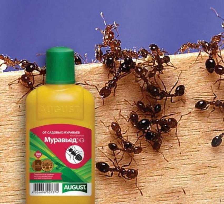Как избавиться от ос: инсектициды и народные способы борьбы