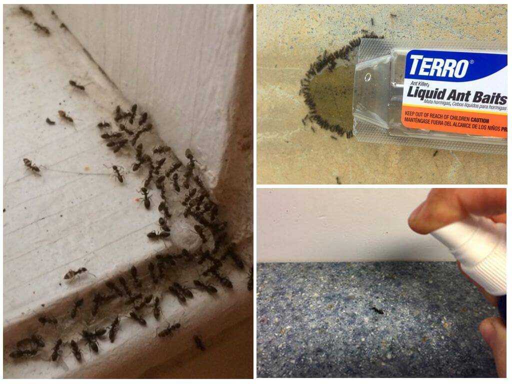 Как избавиться от муравьёв в квартире