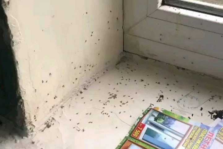 Чем и как травить подвальных блох. избавляемся от насекомого в квартирах и подвале