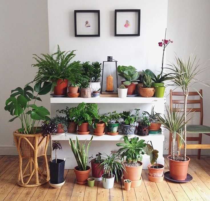 Идеи применения домашних растений в интерьере дома и квартиры (фото)