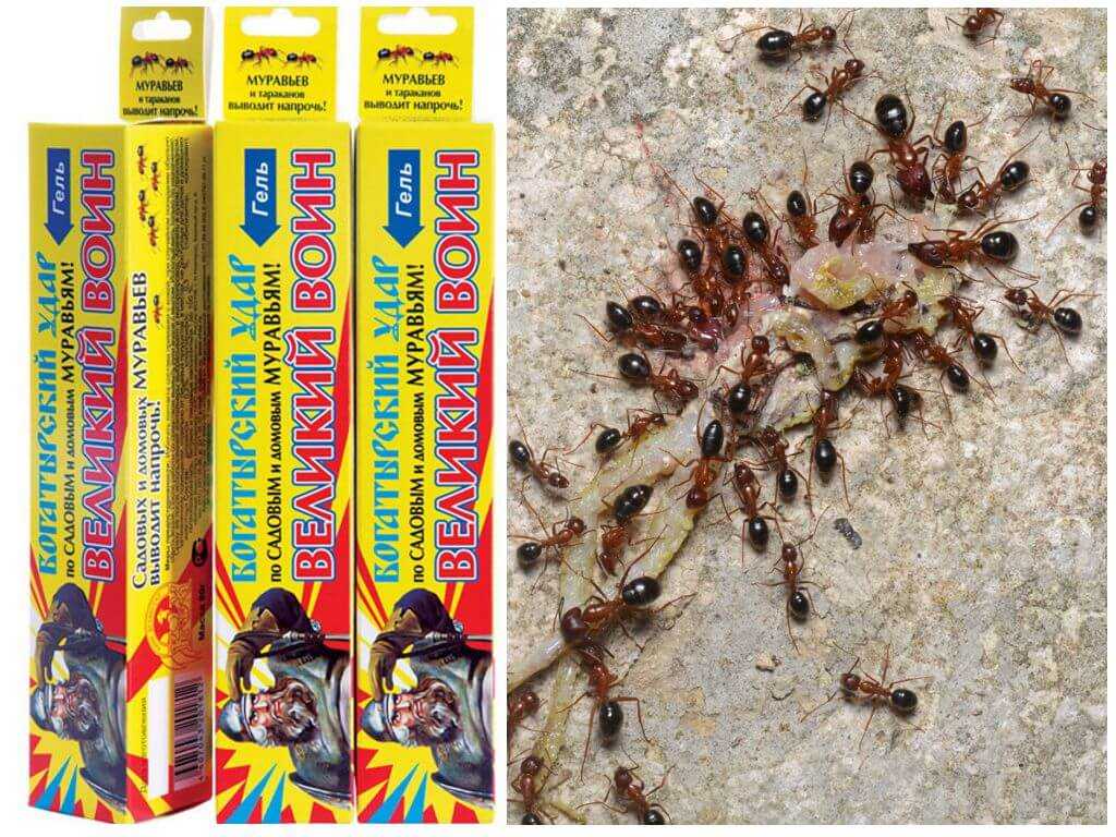 Как бороться с муравьями на даче народными средствами, польза и вред лесных муравьев
