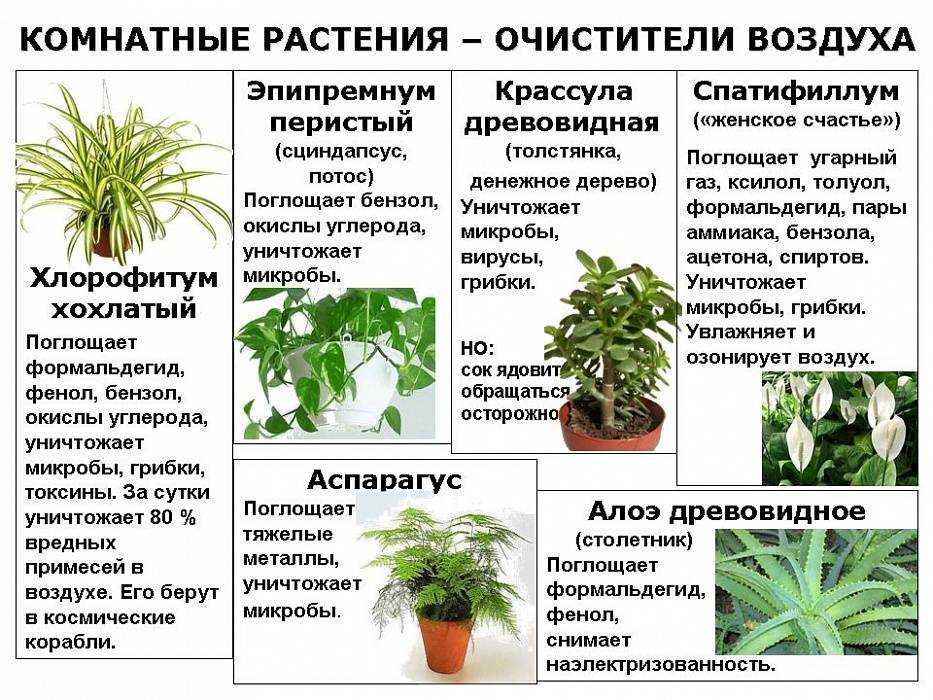 Запрещённые растения в детских учреждениях | обучонок