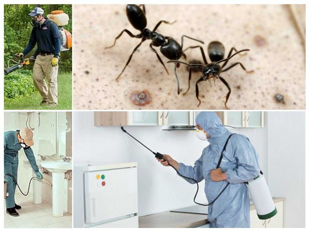 Как избавиться от муравьев в частном доме навсегда народными средствами