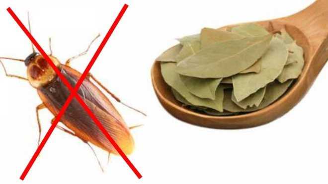 Как избавиться от тараканов? — жкхакер