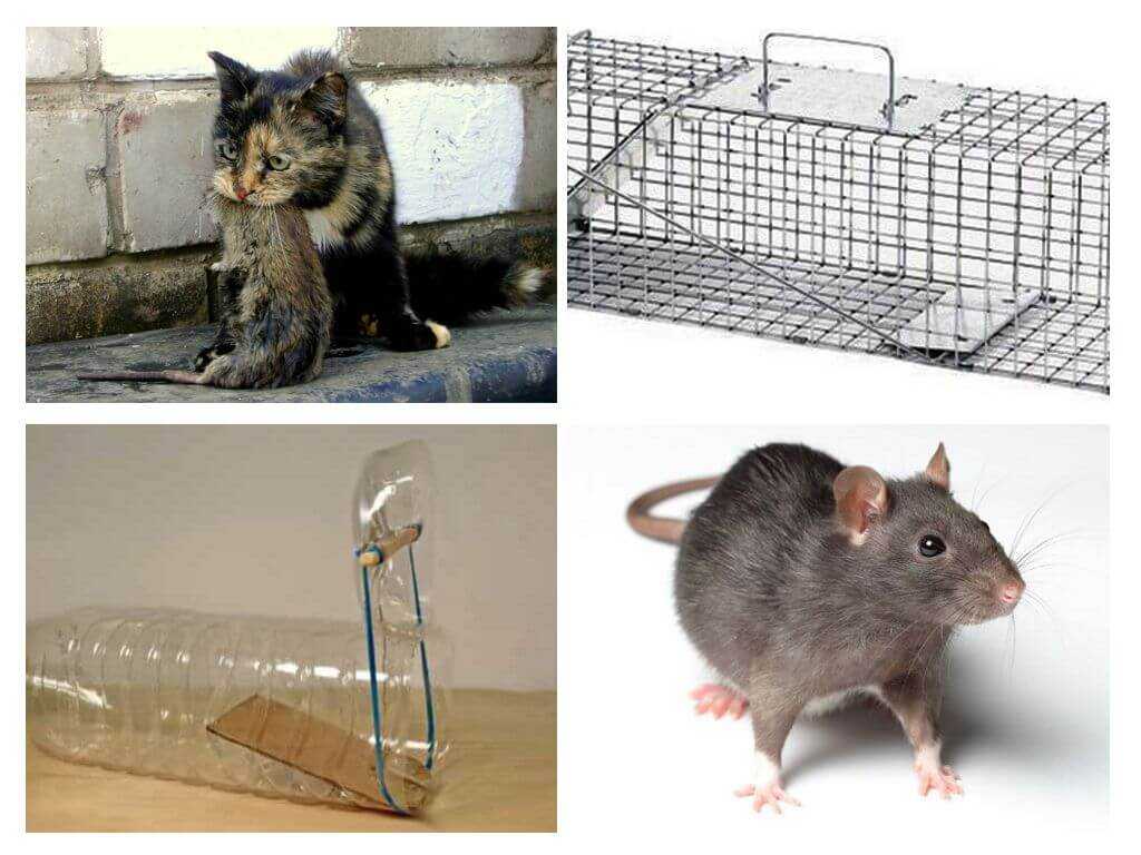 Как навсегда избавиться от мышей на даче: чем отпугнуть, народные и химические средства, ловушки