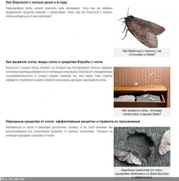 Как избавиться от моли в квартире или доме, различные способы и средства борьбы с бабочками и личинками