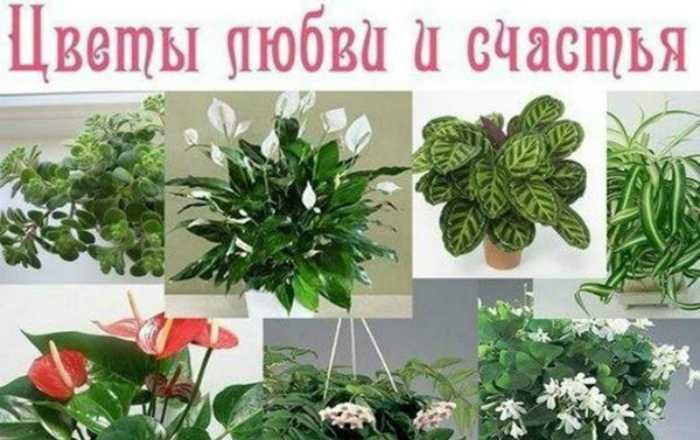 10 комнатных растений, которые приносят благополучие в семью