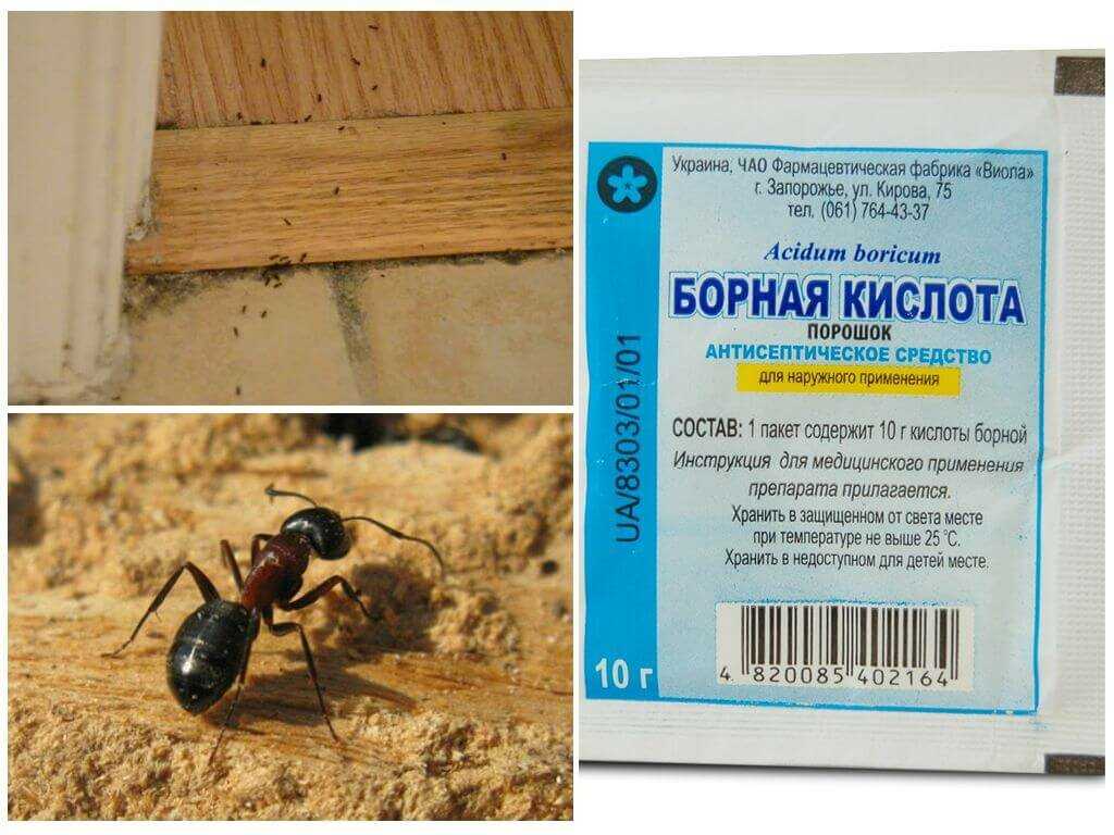 Как избавиться от муравьев в доме навсегда в домашних условиях
