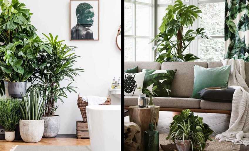Идеи применения домашних растений в интерьере дома и квартиры (фото)