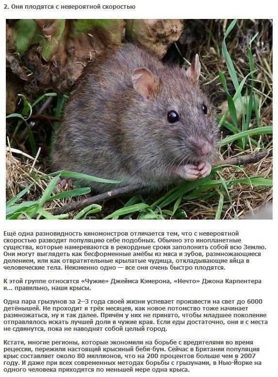 Как избавиться от мышей и крыс на даче? как навсегда вывести народными и другими средствами? как отпугнуть с помощью трав? эффективные способы избавления