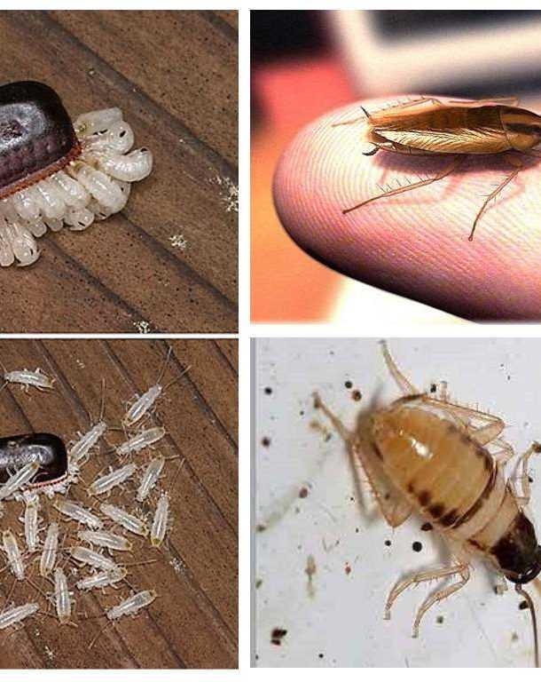 Народные средства от тараканов: самые эффективные. как быстро избавиться от тараканов в квартире навсегда в домашних условиях с помощью кислоты? чего еще они боятся?
