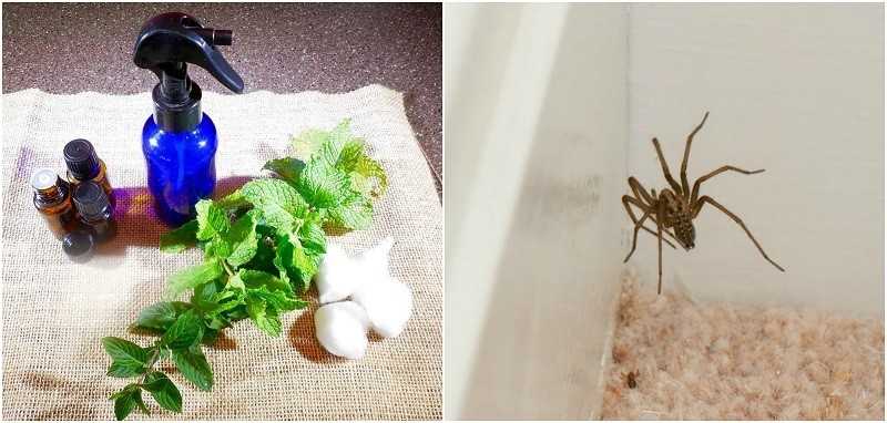 Как избавиться от пауков на даче: в частном доме и на огороде