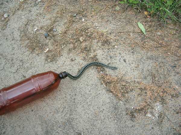 Как избавиться от змей на дачном участке: навсегда, проверенные способы