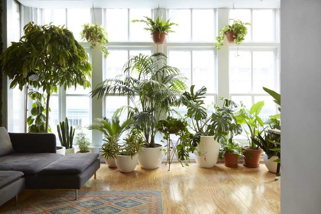 Растения в интерьере: правила выбора, модные тенденции и идеи оформления дома