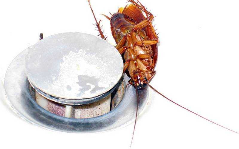 20 народных рецептов – как вывести тараканов навсегда в домашних условиях, своими руками самостоятельно. миссия – избавиться за 1 день