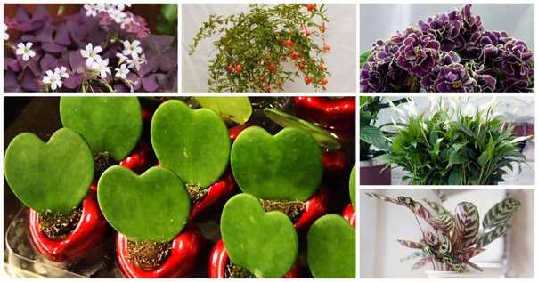 Комнатные цветы для замужества: какие лучше выбрать, благоприятный для дома и семьи гибискус или растение, которое приносит любовь и домашний уют