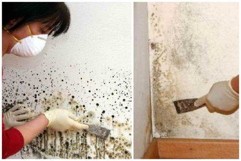 Как убрать плесень со стены в квартире