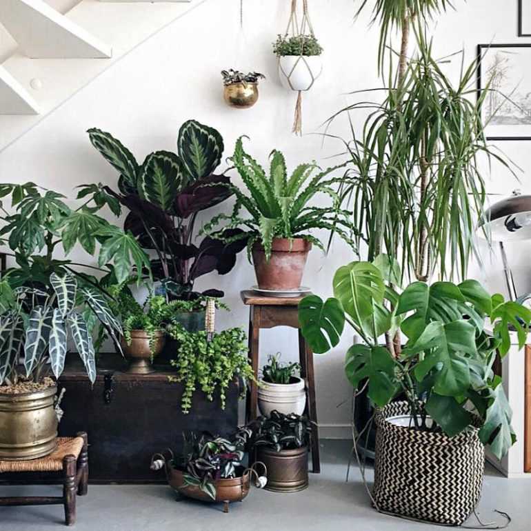 Топ-15 лучших комнатных растений для гостиной