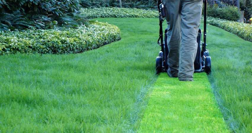 Стрижка газона — правила и рекомендации