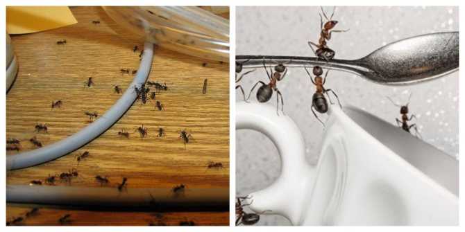 Как бороться с муравьями в квартире и огороде народными средствами и эффективными препаратами