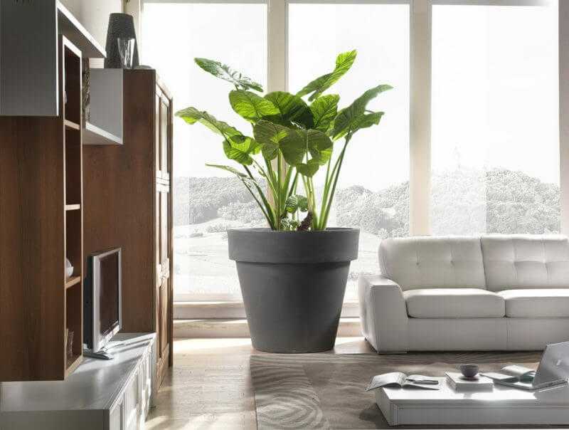 Комнатные растения в интерьере квартиры, мода - фото примеров