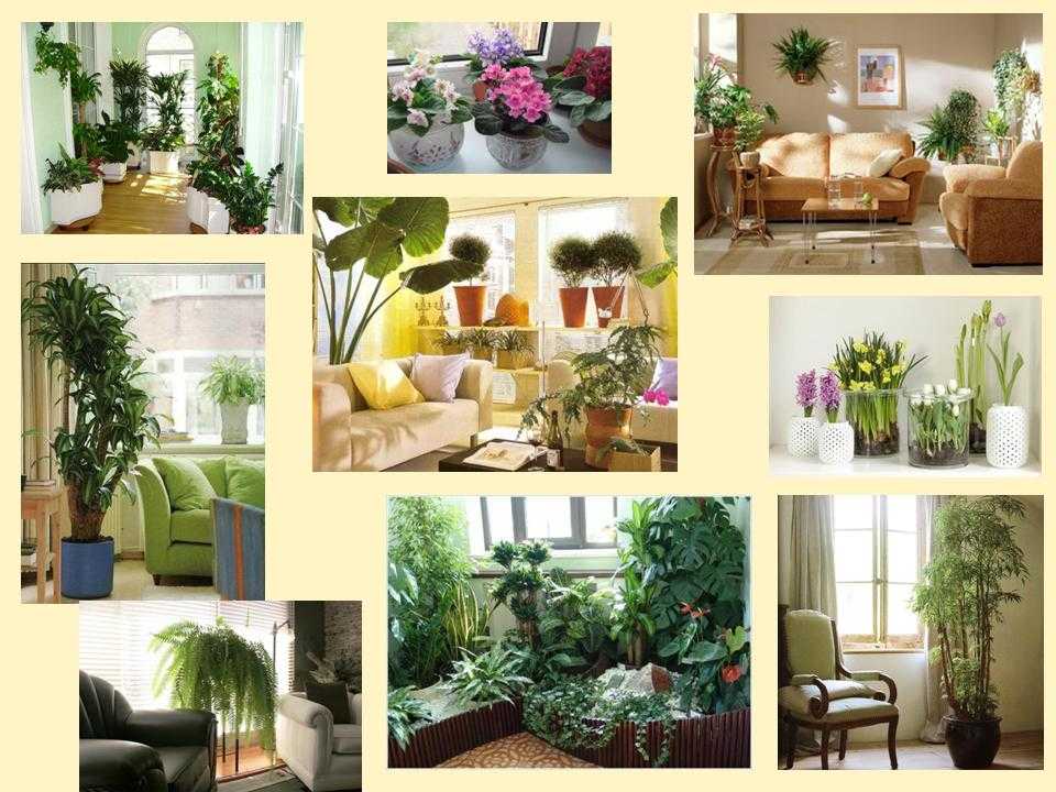 Фитодизайн, фото и советы — фитодизайн квартиры и дома своими руками, как выбрать комнатные растения для дома | houzz россия
